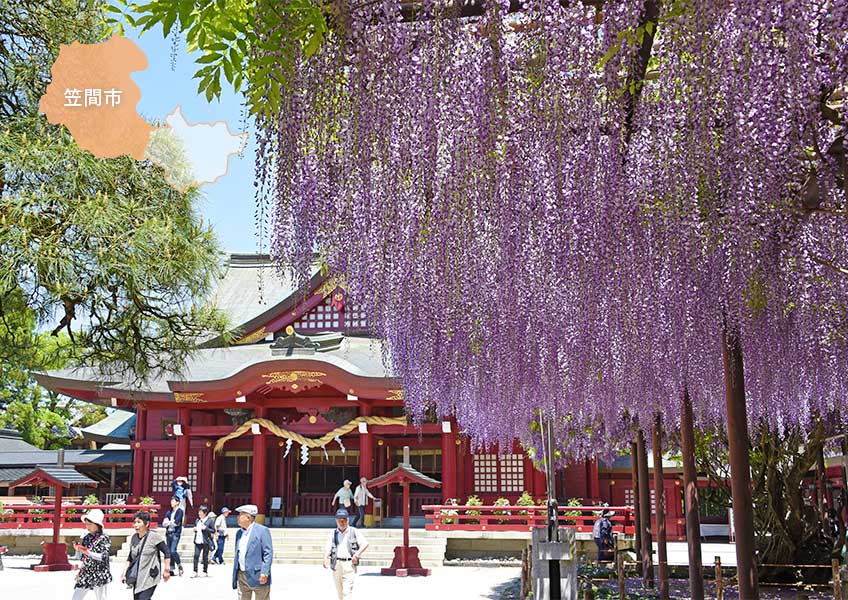 笠間稲荷神社と八重藤