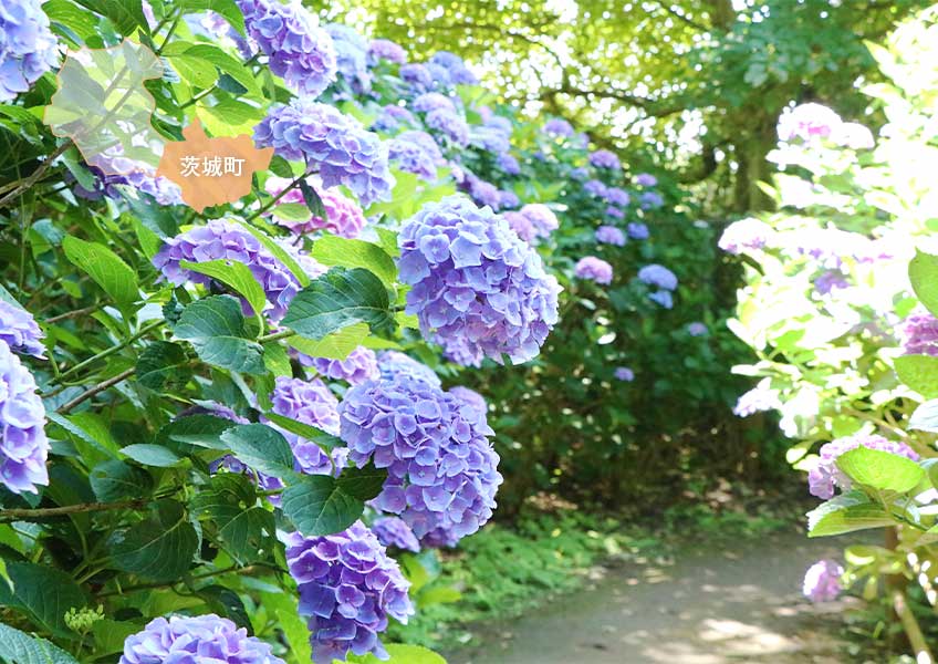 涸沼自然公園のあじさい